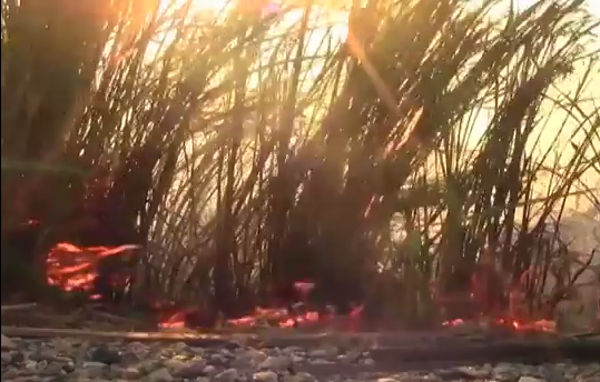 Incendio consume mas de 10 hectáreas de pastizales en el predio de las matas zona sur.