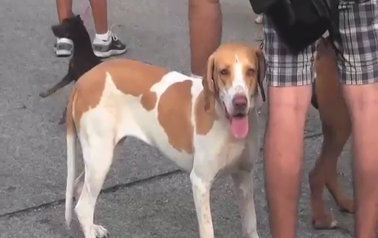 Incrementan quejas por maltrato animal en Coatzacoalcos.