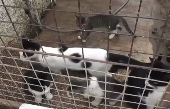 Asociaciones Civiles realicen campañas de esterilización para reducir animales zona sur.