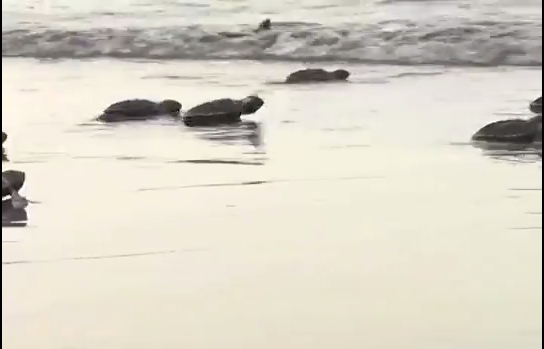 Se retrasa el arribo de tortugas a los campamentos del Sur de Veracruz.