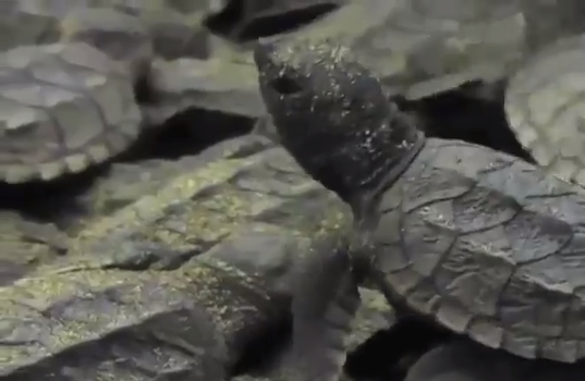 Comienzan a llegar las primeras tortugas a las playas del sur de Veracruz.