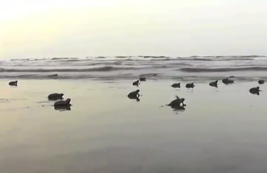 Se abrirán 6 nuevas unidades de manejo de aprovechamiento sustentable en la zona sur.