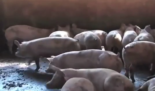 Verifican las Granjas de la zona sur para evitar que los cerdos contraigan la diarrea porcina