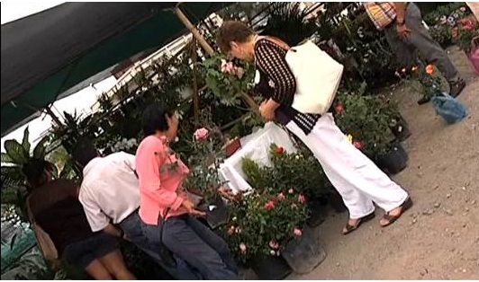 Más de 60 floricultores ofrecen diferentes especies en la Expo Flor Primavera 2014