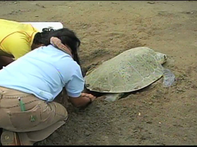 Se registra el primer desove de tortuga en las playas de Coatzacoalcos