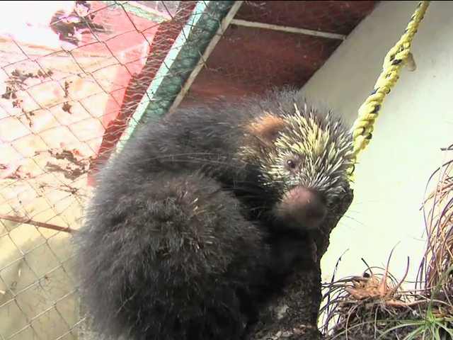 Se recupera en Xalapa puercoespín rescatado por Profepa