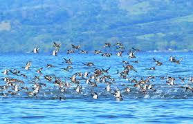 Realizarán el Primer Festival de las Aves en Los Tuxtlas