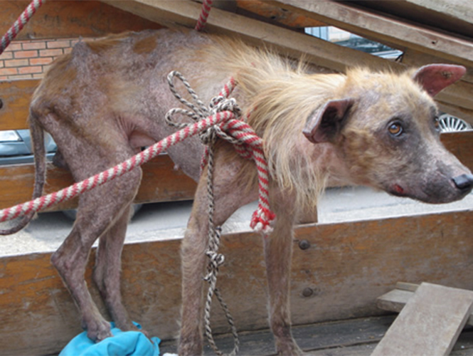 Chihuahua inicia el primer proceso penal a hombre por matar un perro