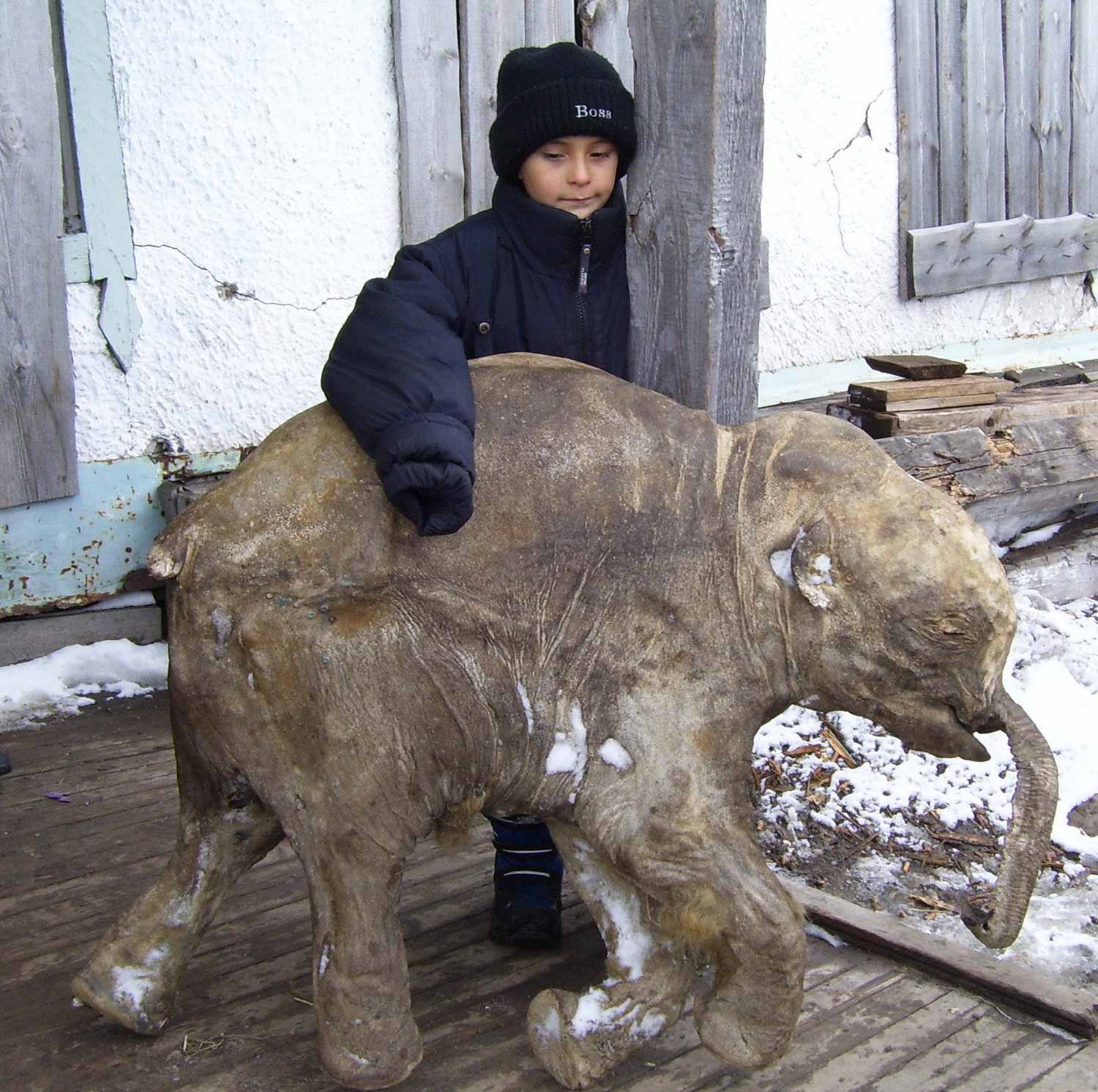 Expondrán en Europa cría de mamut de un mes de edad