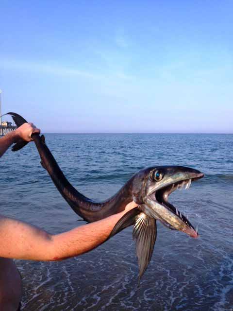 Capturan extraño pez en el mar de Carolina del Norte