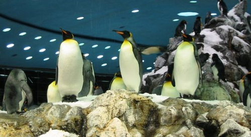 Llegarán cinco parejas de pingüinos al Acuario de Veracruz