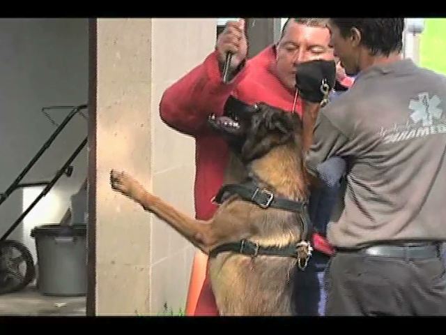 Perros adiestrados detectan cáncer