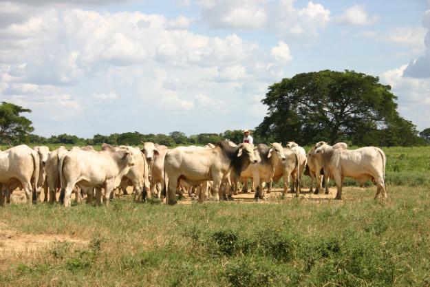 Más de 30 empresas participarán en el Tianguis Agropecuario