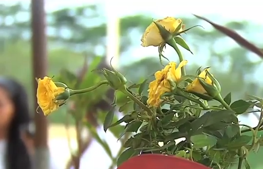 Festeja ITESCO de Coatzacoalcos el día Mundial del Medio Ambiente.