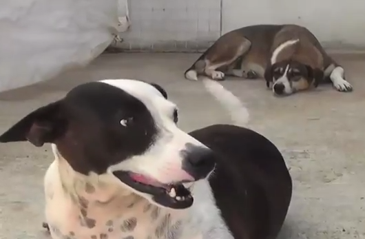 Un 20% de perros y gatos en Coatzacoalcos no son atendidos ni cuidados por sus propietarios.