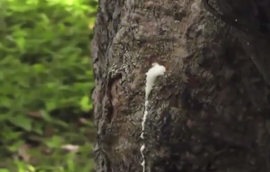 El uso de fertilizantes han comenzado afectar la productividad de la tierra en el sur de Veracruz.