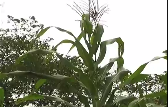 25 Mil Hectáreas de maíz están en riesgo ante la falta de lluvias en la Región sur de Veracruz.
