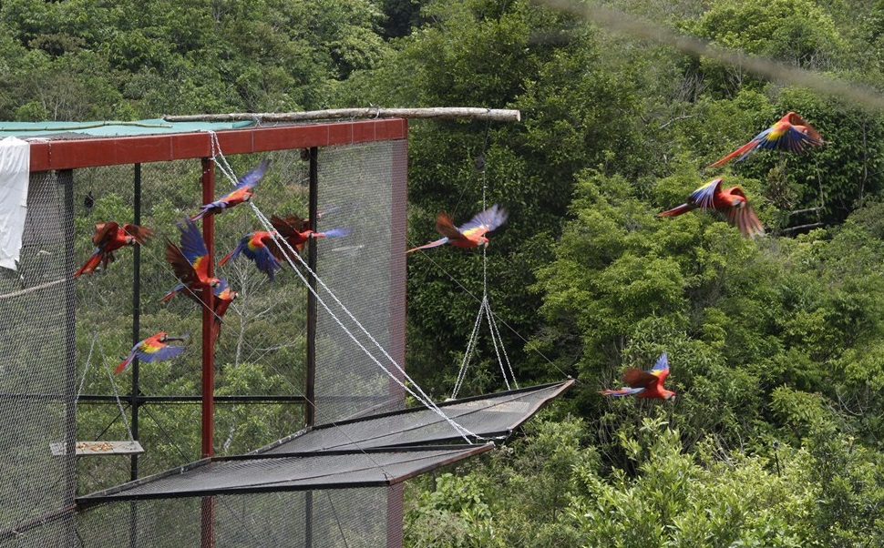 Depredadores causaron muerte a guacamayas reintroducidas en Los Tuxtlas