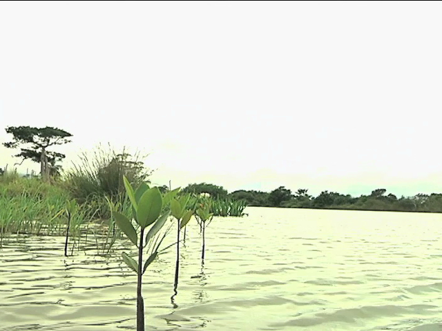 Aplica Inecol proyecto Criterios para el Ordenamiento de Manglares y Selvas Inundables en Veracruz