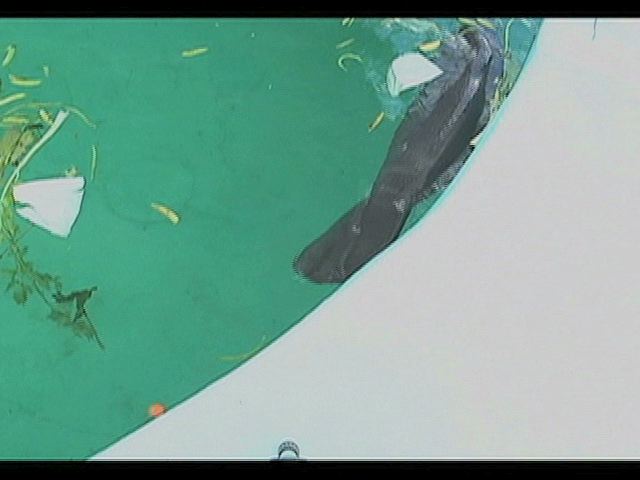Nace la sexta cría de manatí en el Acuario de Veracruz