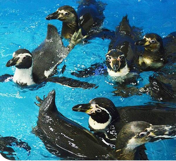 Llegan pingüinos peruanos al Acuario de Veracruz