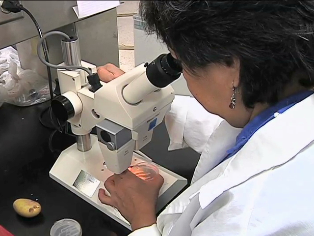 Desarrolla Inecol bionematicida para combatir plagas de la papa