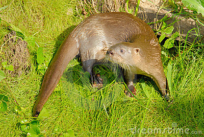 Estudian a la nutria neotropical para determinar contaminación en mantos acuíferos