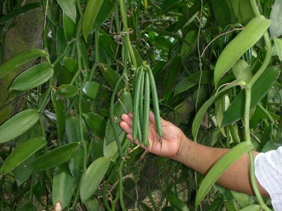 Alumnos de Telemática proponen proyecto para rescatar a la vainilla