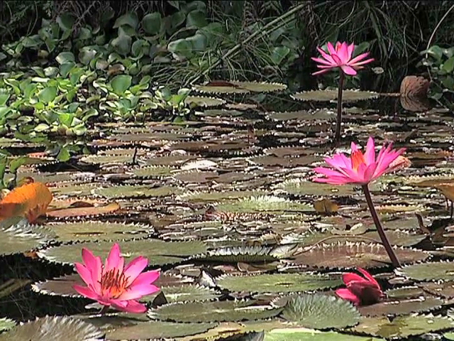 Invita Inecol al curso de verano en el Jardín Botánico