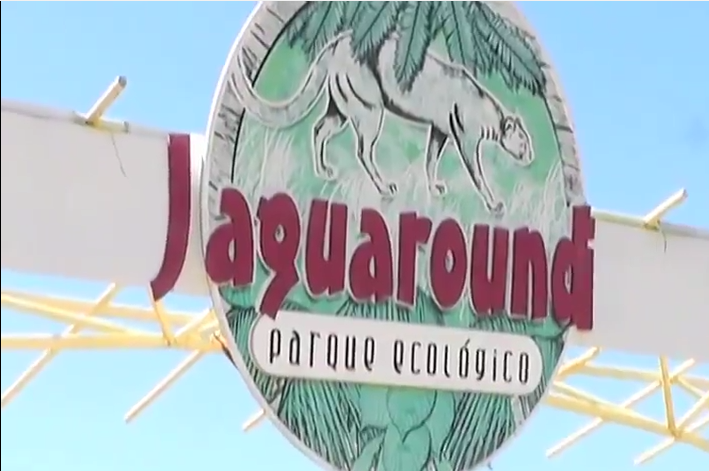 Autoridades Ambientales en Coatzacoalcos han rescatado 8 cocodrilos de la especie Moreletti.