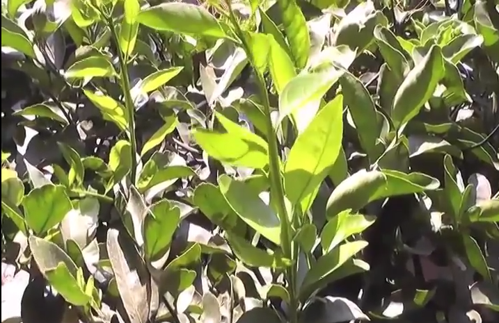 Autoriza la Sagarpa recursos para la ejecución de proyector productivos en el sur de Veracruz.