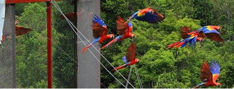 El regreso a casa de la guacamaya roja
