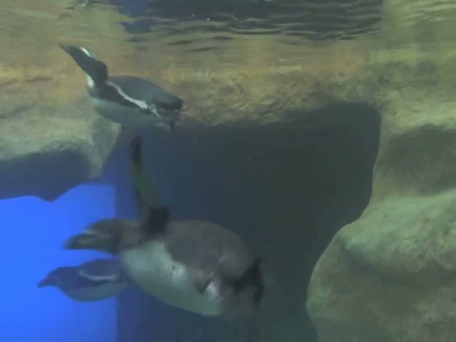 Inaugura el gobernador Javier Duarte el pingüinario de Veracruz