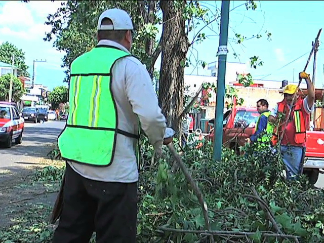 Valoran estado de los árboles en Xalapa