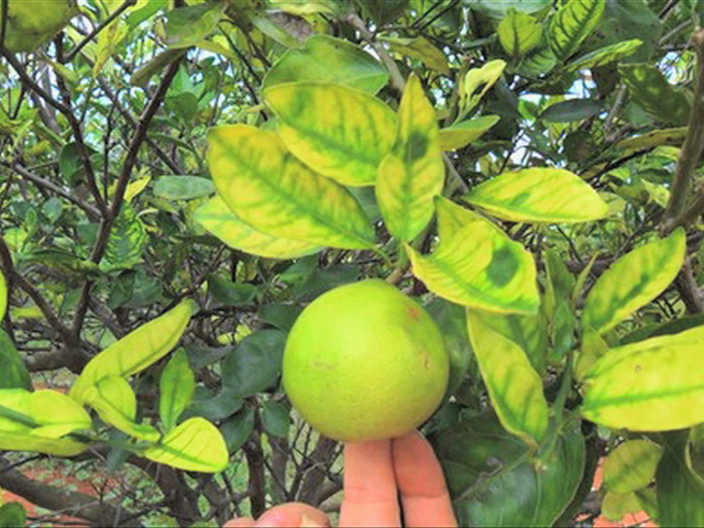 Solicita Congreso recursos extraordinarios para prevención del virus hlb