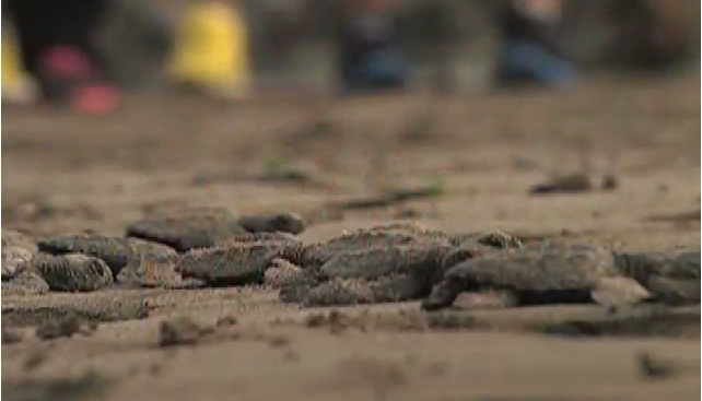 Disminuye saqueo de nidos de tortuga en Veracruz