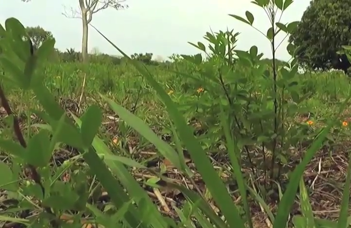 Inicio el programa de movilidad laboral del Servicio Nacional del Empleo.