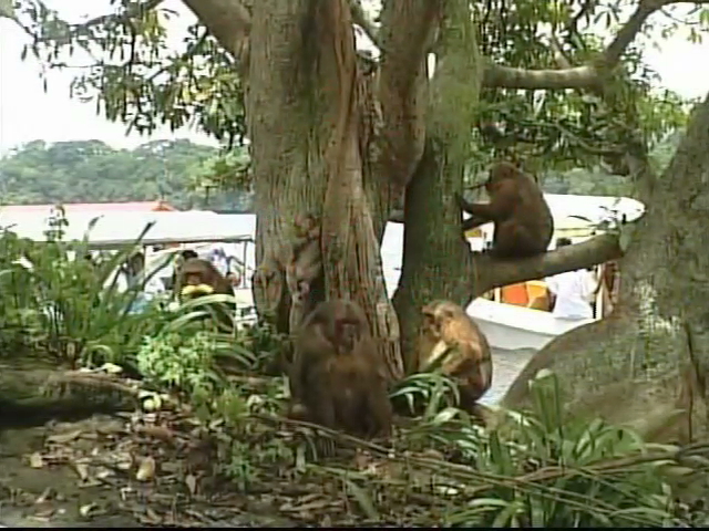 Disminuye población de macacos en Los Tuxtlas