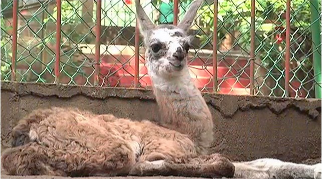 Nace una llama en el Parque Viveros de Veracruz