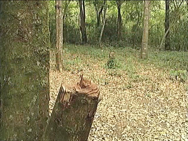 Continúa la tala clandestina en el Cofre de Perote