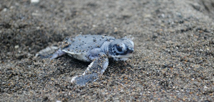Impulsa Sedema protección de tortuga marina en costas veracruzanas