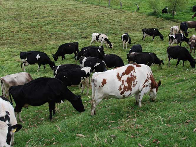 Reportan la muerte por ántrax de un hombre en Argentina