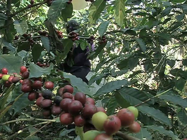 Acuerdan crear la Comisión Nacional para el Desarrollo de la Cafeticultura Mexicana