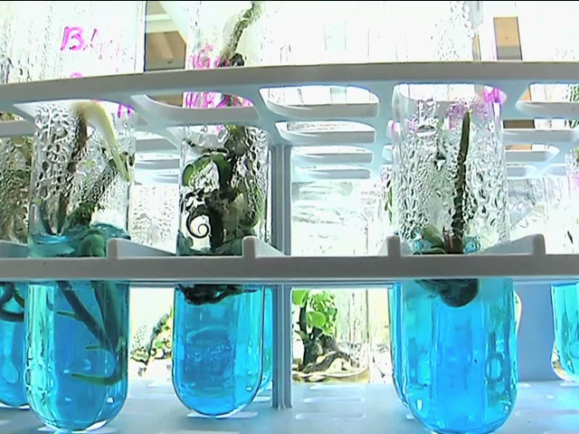 Con clonación in vitro busca UV preservar a la vainilla en Veracruz