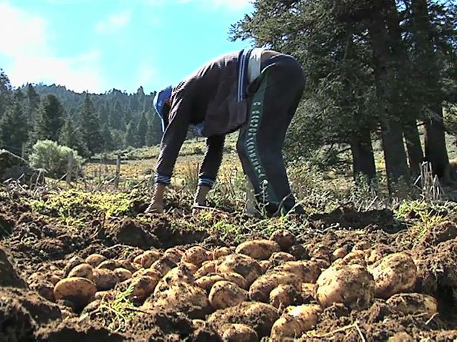Capacitarán a productores para producir biocombustible a través de la planta jatropha