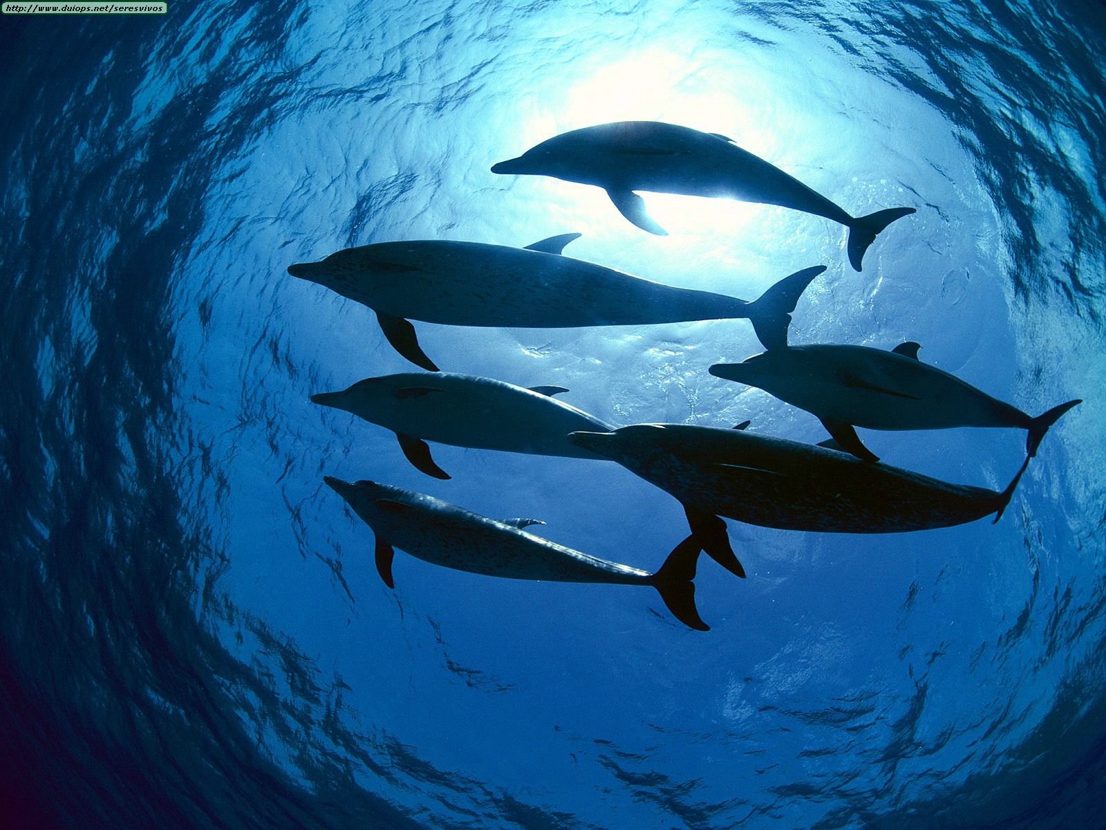 Delfines contribuirán a estudio de contaminación del Parque Arrecifal Veracruzano