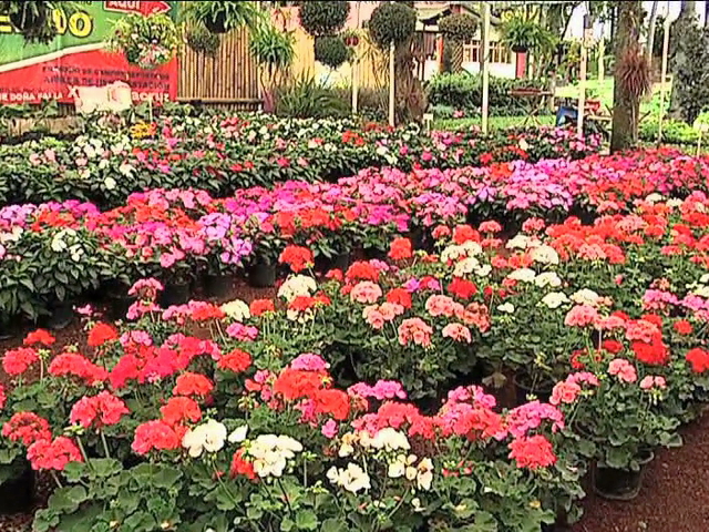 Cursos de hidroponía y arreglos florales en el Parque Doña Falla