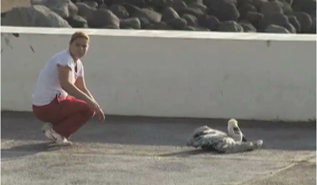 Investigan especialistas la muerte de cuatro pelícanos en la zona conurbada