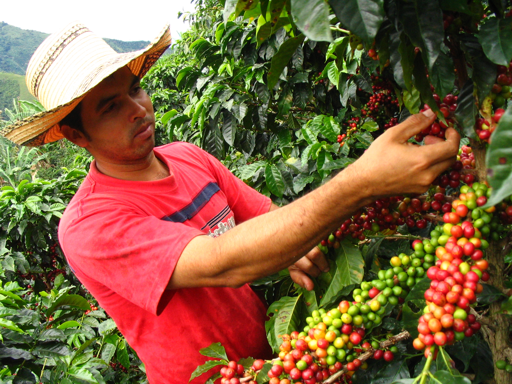 Necesarias acciones de sanidad vegetal para el control de la broca del café
