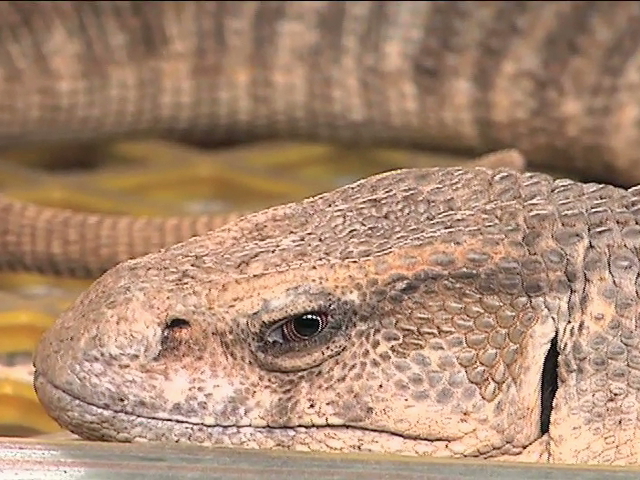 Capturan lagarto varano que se encontraba tomando el sol en Xalapa